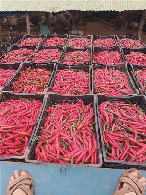 Hướng dẫn trồng và chăm sóc Ớt đỏ xuất khẩu