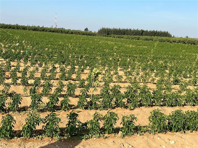 Hướng dẫn trồng và chăm sóc Ớt đỏ xuất khẩu