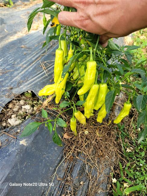 Ớt vàng xuất khẩu