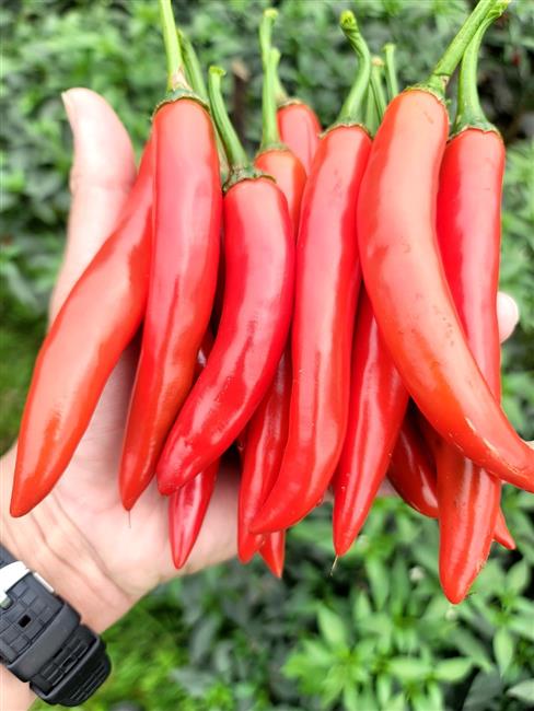 Hướng dẫn trồng và chăm sóc Ớt đỏ xuất khẩu
