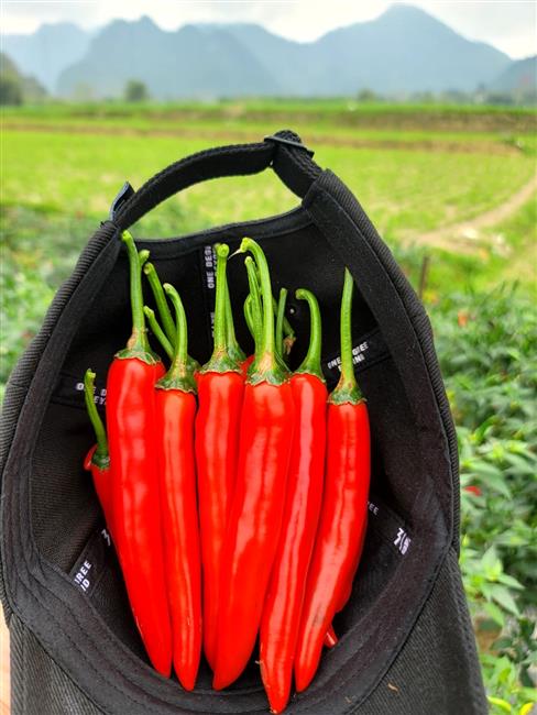 Hướng dẫn trồng và chăm sóc Ớt đỏ xuất khẩu