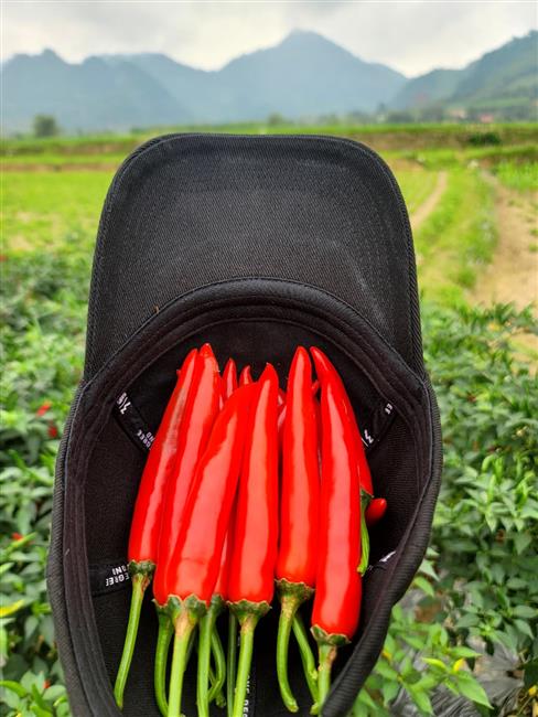 Hướng dẫn trồng và chăm sóc Ớt đỏ xuất khẩu