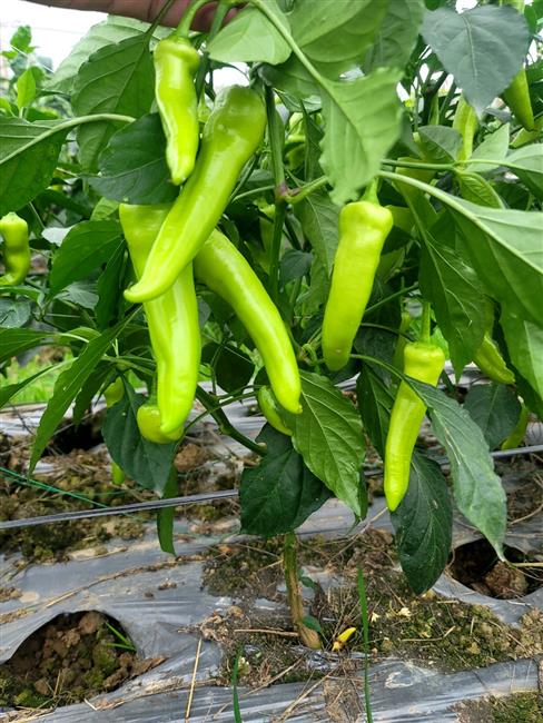 Ớt vàng xuất khẩu