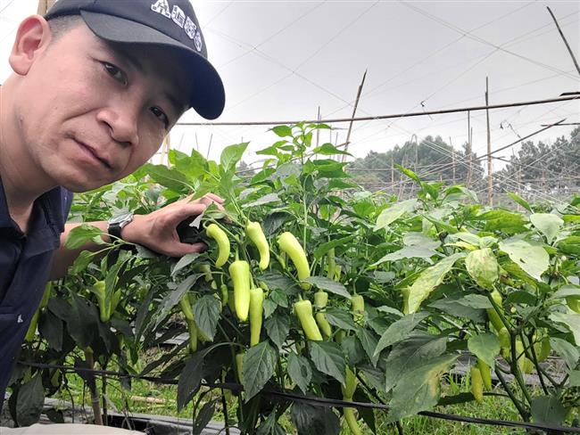 Ớt vàng xuất khẩu