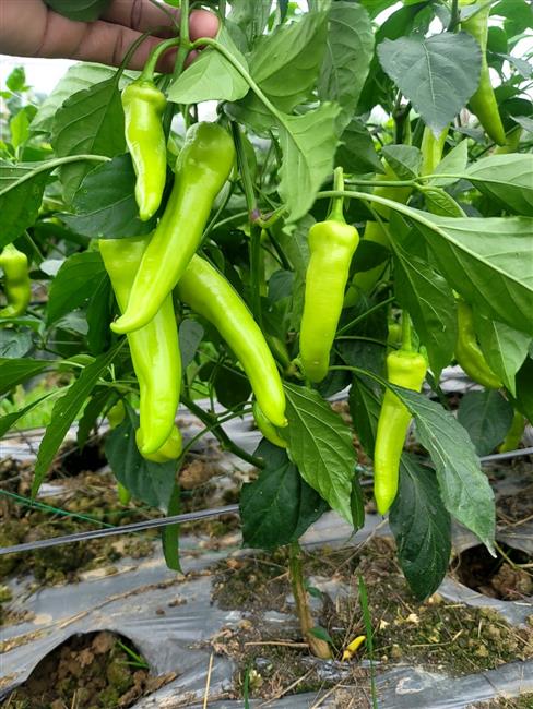 Ớt vàng xuất khẩu