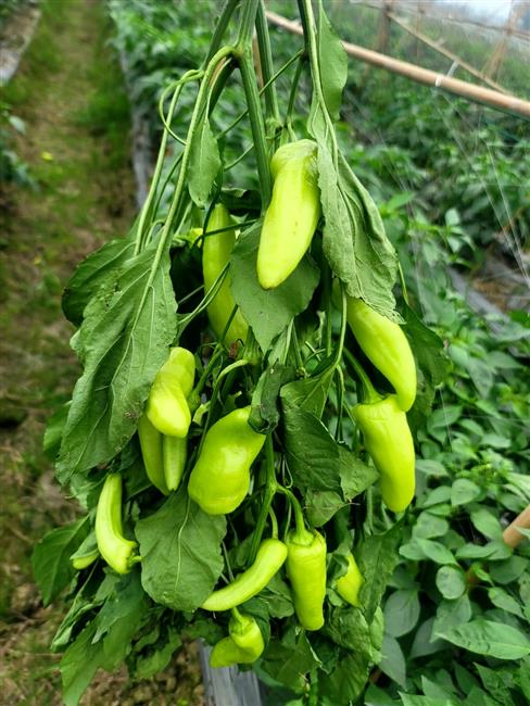 Ớt vàng xuất khẩu
