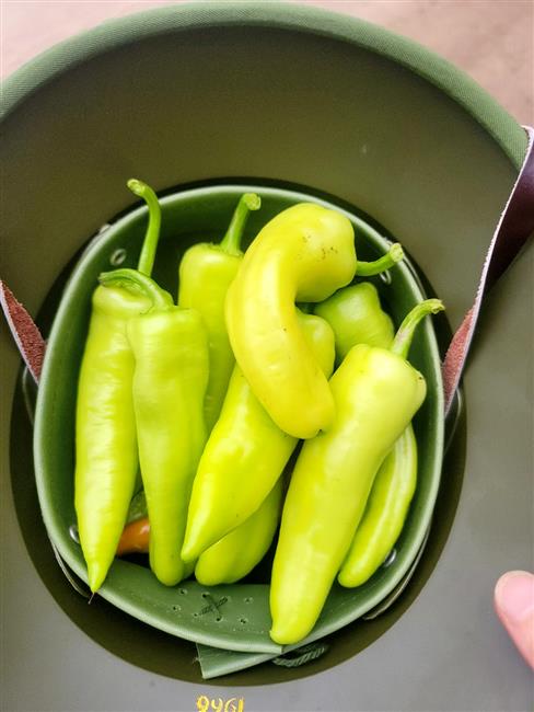 Ớt vàng xuất khẩu