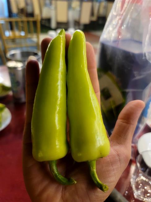 Ớt vàng xuất khẩu