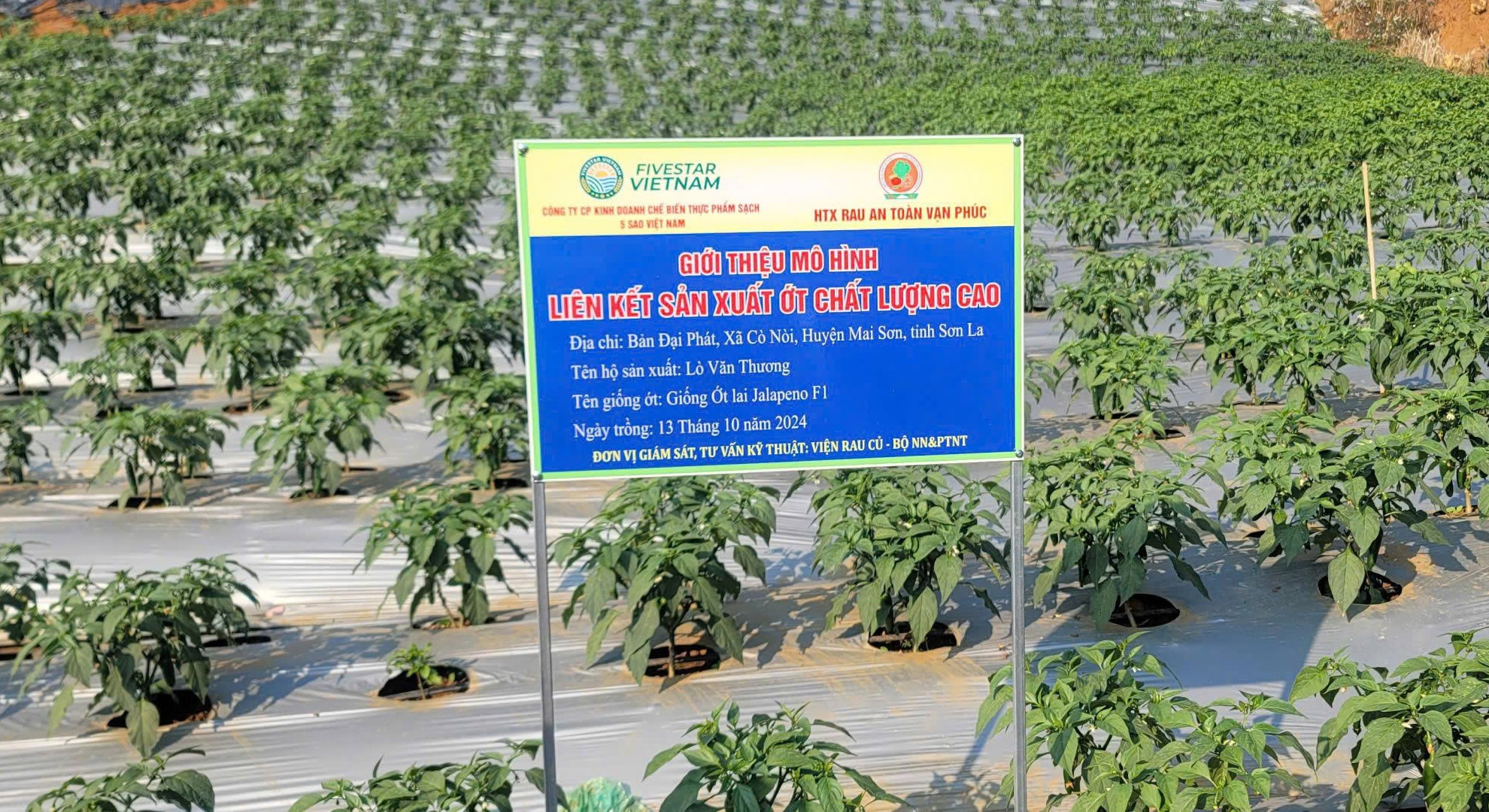 Vùng nguyên liệu Ớt ngọt xuất khẩu tại Mai Sơn, Sơn La